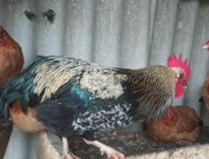 Продаются петухи
