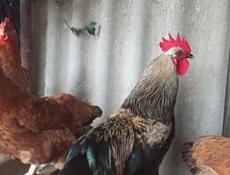 Продаются петухи