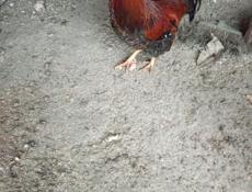 Продаются петухи