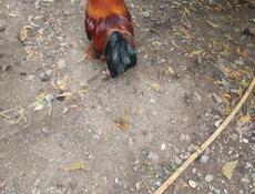 Продаются петухи