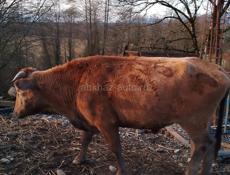 Продается бык, вес 180кг. Цена 150т