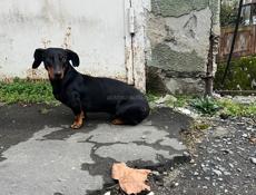 Отдадим в хорошие руки 