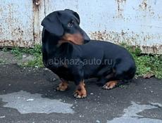 Отдадим в хорошие руки