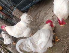 Петухи доставка