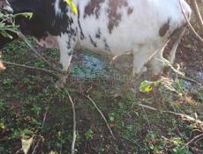 Продаётся бык 130 килограмм 