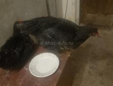 Продам куры две штуки остались продали уже 