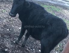 Корова на мясо 