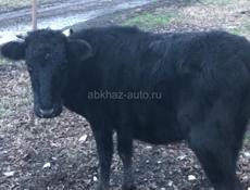 Корова на мясо 