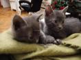 Отдам котят 