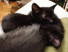 Отдам котят 