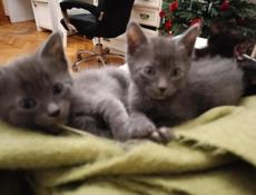 Отдам котят 