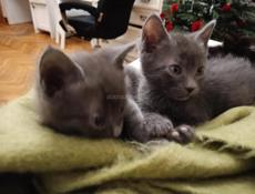 Отдам котят 