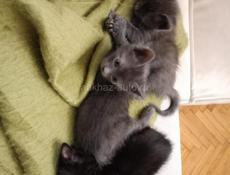 Отдам котят 