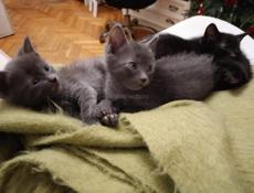 Отдам котят 