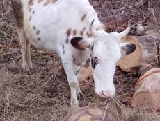 Продается корова телка 