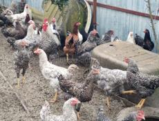 Молодые петушки