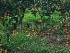 Продам участок 4сотки срочна гагра