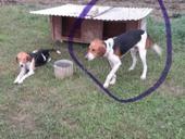 Потерялась охотничья собака 