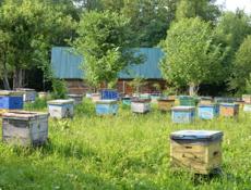 Продаю отводки пчел 