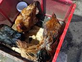 Петух и куры