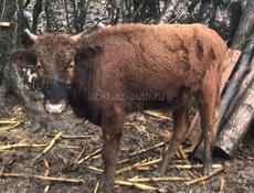 ПРОДАЮ БЫЧОК🐂 55 60 КГ