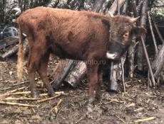 ПРОДАЮ БЫЧОК🐂 55 60 КГ