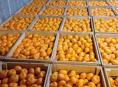 Продаю мандарины