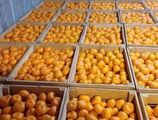 Продаю мандарины