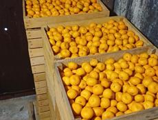 Продаю мандарины