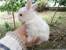 Декоративные кролики 