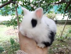 Декоративные кролики 