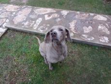 Веймаранер 