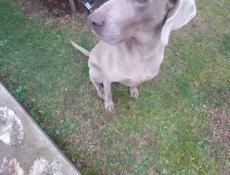 Веймаранер 