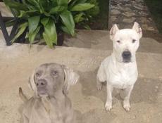 Веймаранер 