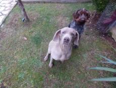 Веймаранер 