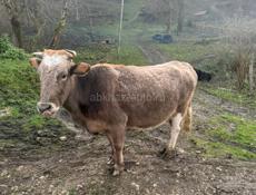 Срочно продается 