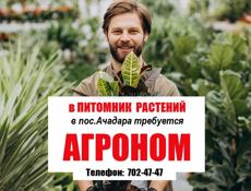 Агроном (пос.Ачадара)