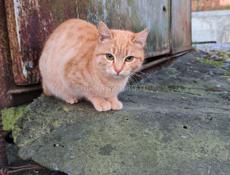 В добрые руки