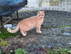 В добрые руки