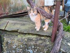 В добрые руки