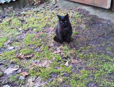 В добрые руки