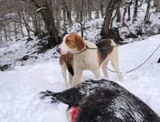 Пропал гончак в районе дурипша