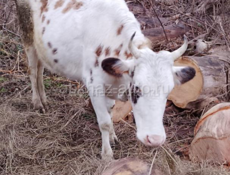 Корова телка. Срочно 