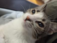 Отдам в добрые руки