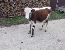 Продаётся тёлка  