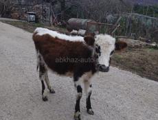 Продаётся тёлка  