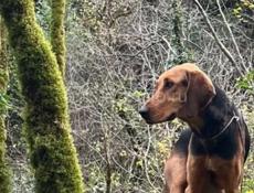 Потерялись собаки в старой Гагре