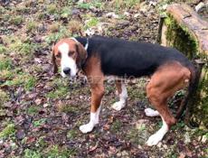 Потерялись собаки в старой Гагре