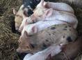 Продаю поросята чищенные по 4000 р 