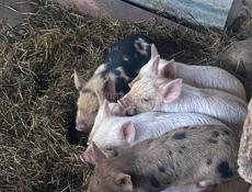 Продаю поросята чищенные по 4000 р 